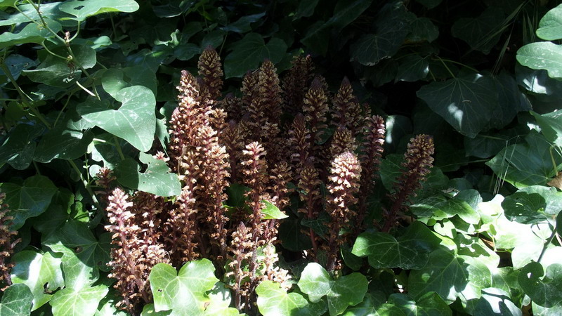 Neottia ?? no, Orobanche hederae